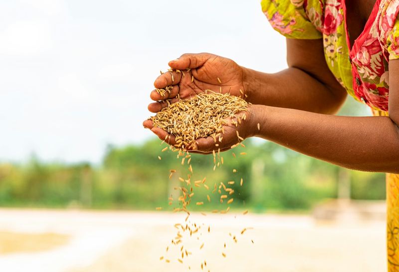 Grains de riz récoltés entre les mains d'une agricultrice
